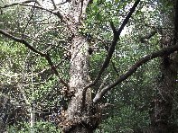 stagno di Serruggeri-Castanea sativa 201011121 044